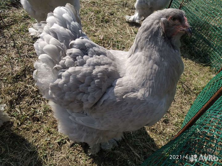 Брама Лаванда цыплята цесарята