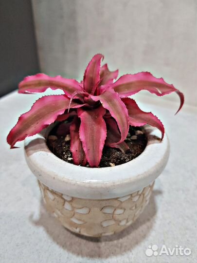 Алоказия полли, Криптантус Рубин Стар