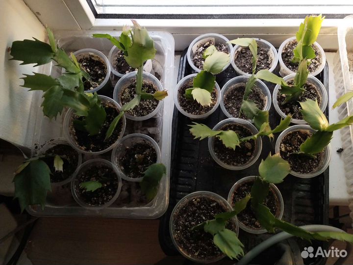 Декабристы шлюмбергера