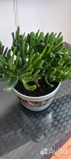 Красула хоббит