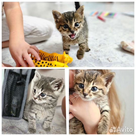 Котята в добрые руки
