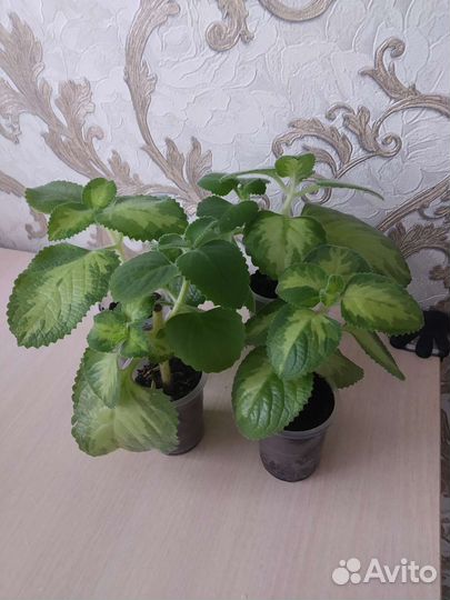 Алоэ вера, плектрантус