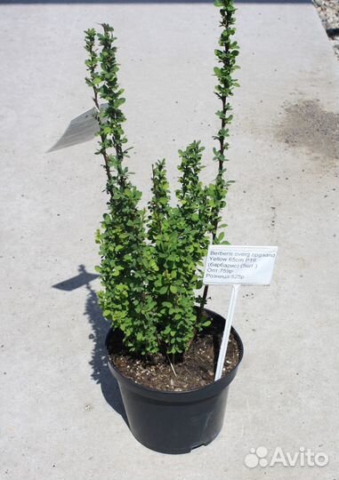 Барбарис Yellow