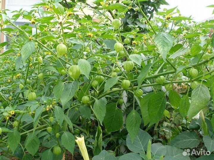 Физалис Офощной (Семена)