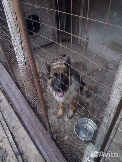 Отдам в добрые руки