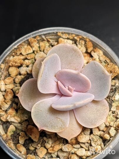 Суккуленты