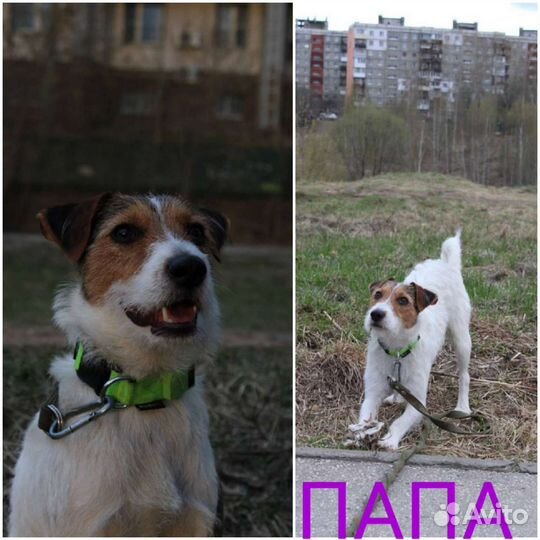 Парсон рассел терьер щенки