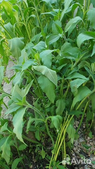 Топинамбур рассада