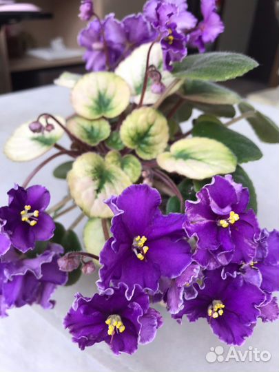 Сенполия трейлерная