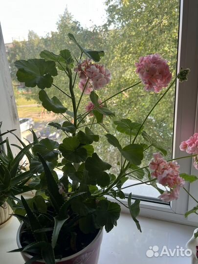 Пеларгония герань