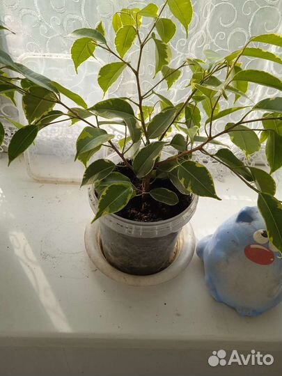 Фикус бенджамина пестролистный