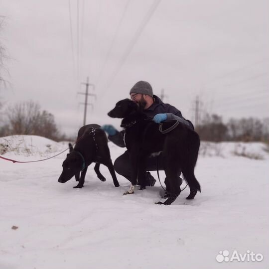 Тео и Ронни в добрые руки