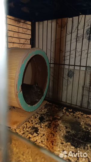 Белки чилийские - дегу