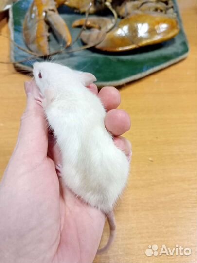 Крыса, крысята