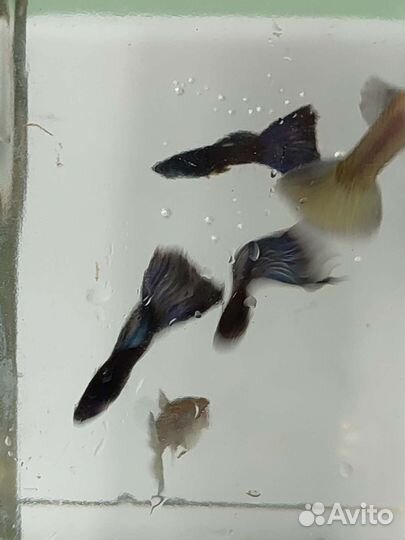 Гуппи и меченосцы