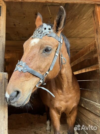 Вальтрап,уздечка,недоуздок, трензель