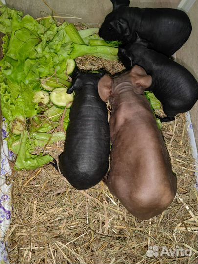 Морская свинка скинни