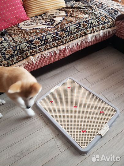 Лоток для собак под пеленку