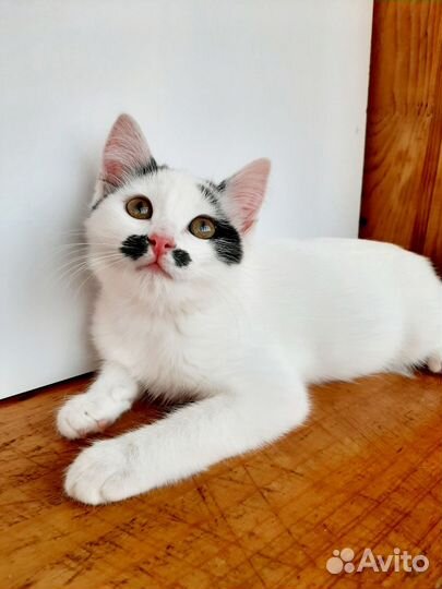 Ласкушка в добрые руки