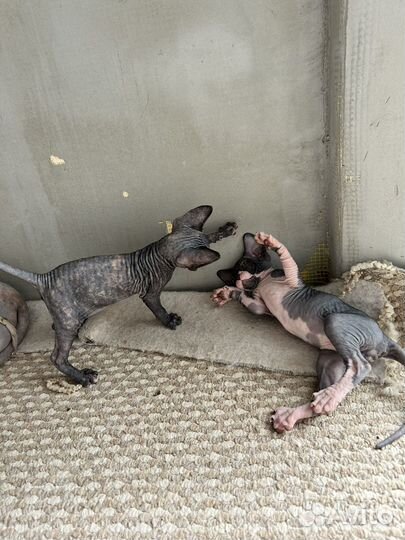 Канадский сфинкс