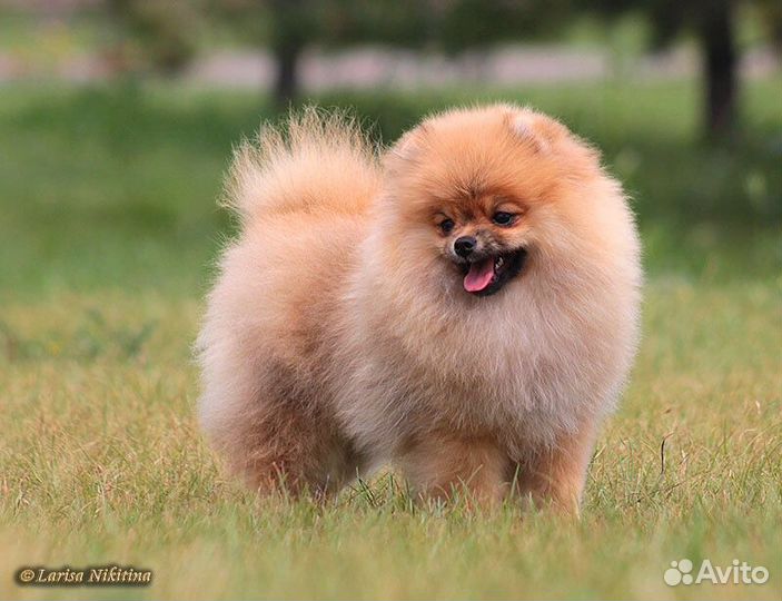 Девочка Шпиц