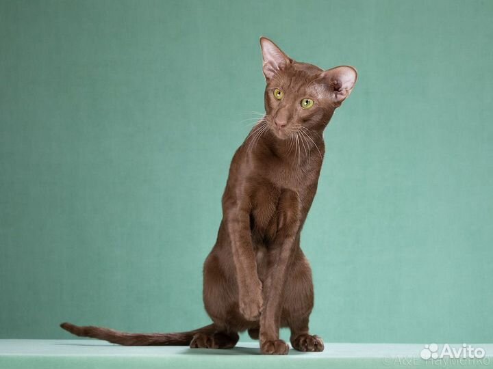 Ориентальная