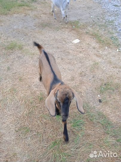 Нубийский козел