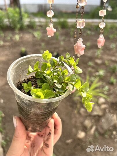 Вербейник монетчатый