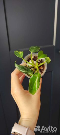 Филодендрон белая принцесса