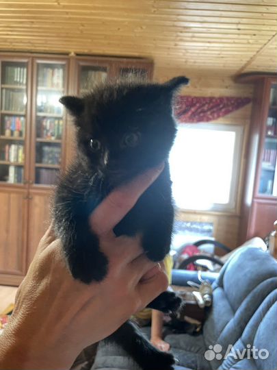 Котенок мальчик ищет дом