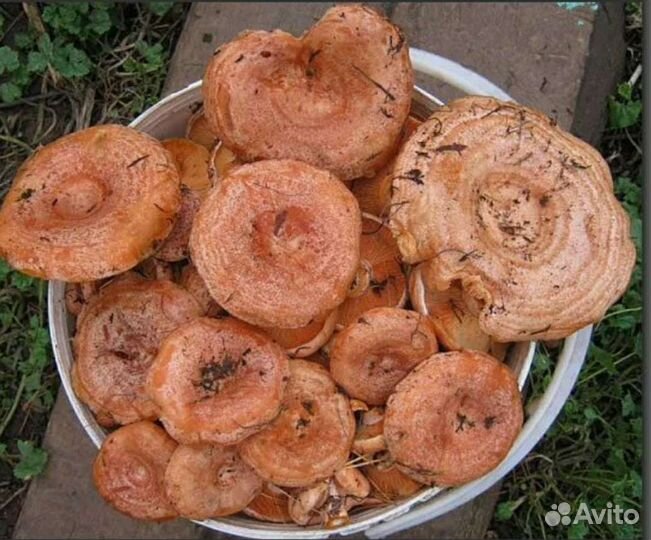 Грибы рыжики свежие