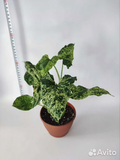 Сингониум/Сциндапсус/Эпипремнум