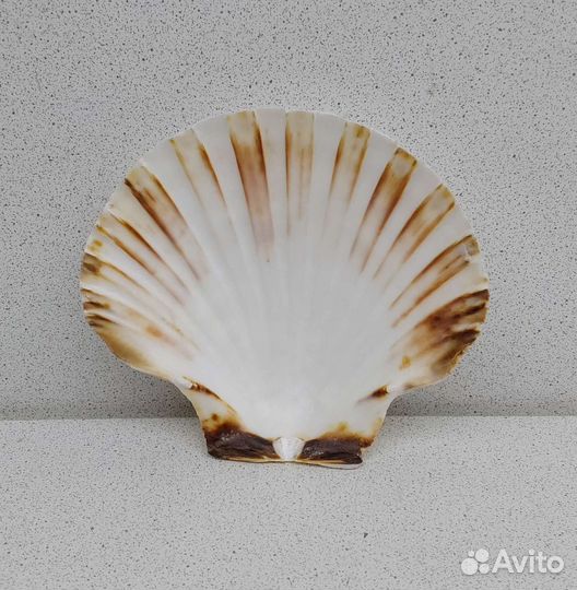 Гребешок 10,6*11,6 морская ракушка раковина