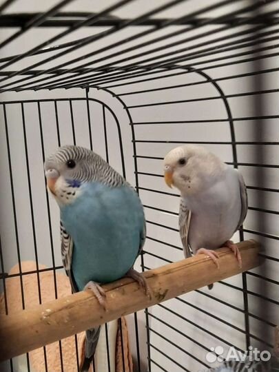 Волнистый попугай