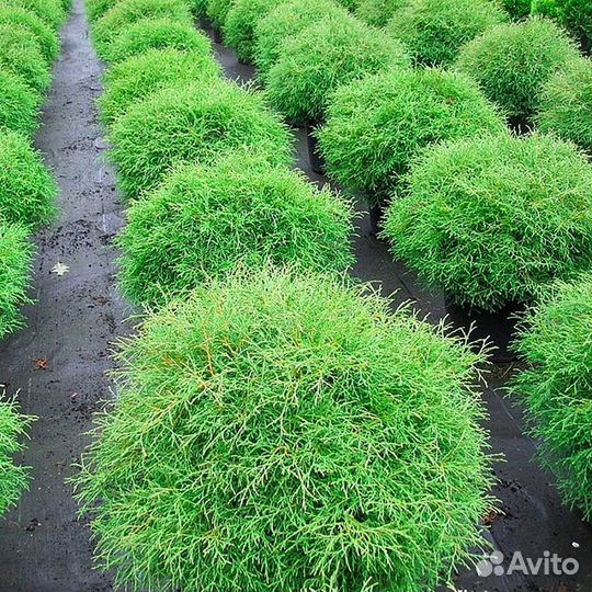 Туя зеленая