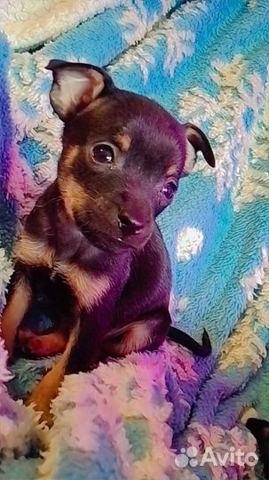 Той-терьер щенки