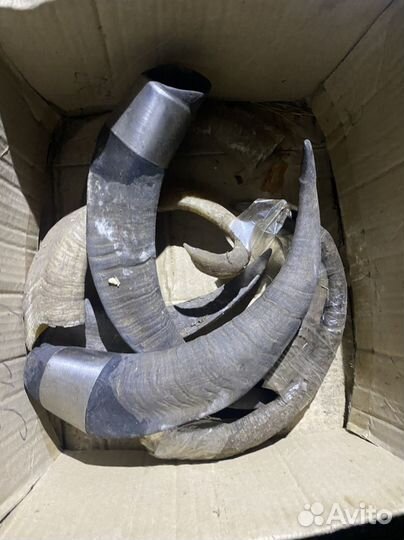 Рога коровы и козьи