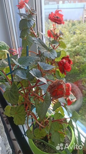 Бегонии разные
