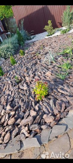 Сосновая кора