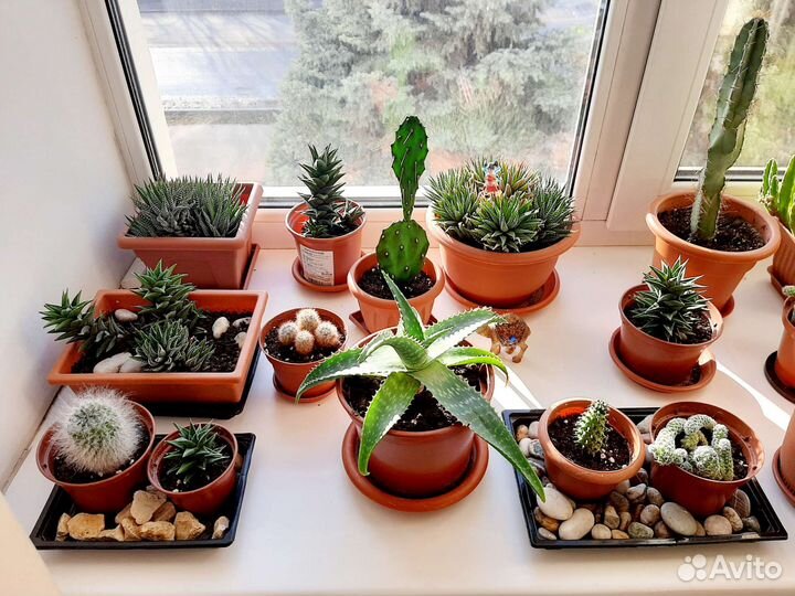 Кактусы, суккуленты