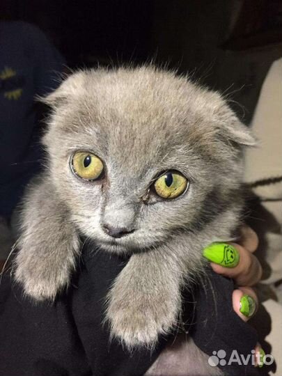 Кошка веслоухая
