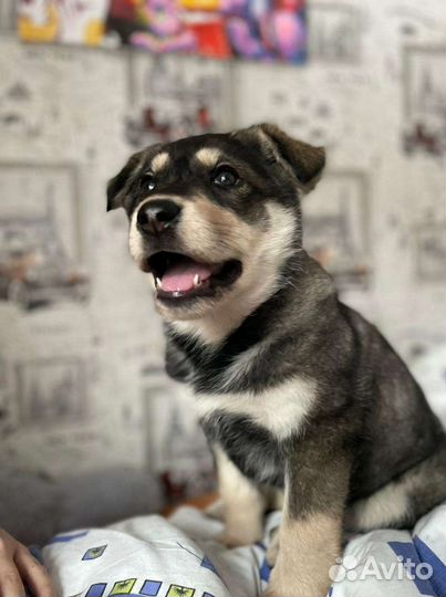 Собака в добрые руки щенок