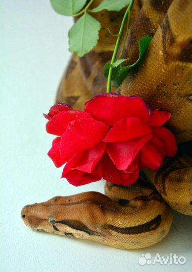 Змея для фотосессий, фотограф