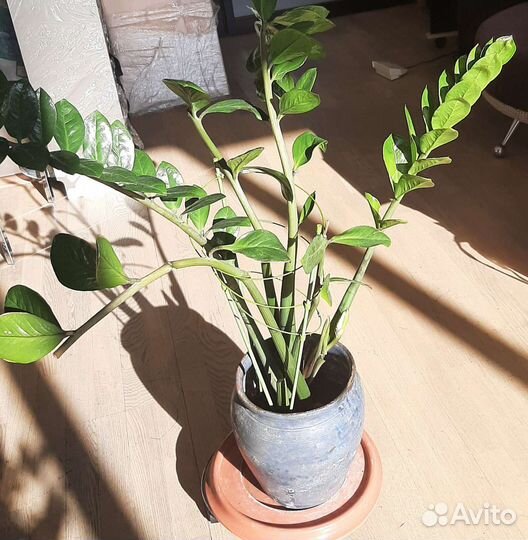 Комнатные растения