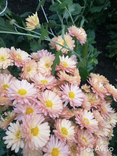 Хризантемы