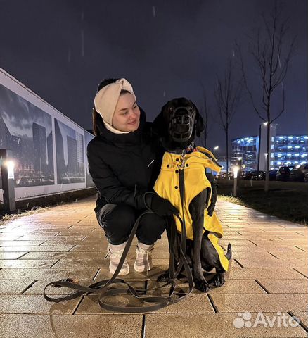 Кинолог, дрессировка собак