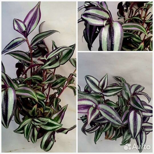 Комнатные растения Отправлю сдек или почта