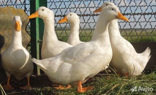 Утята суточные стар 53