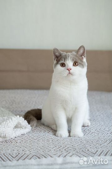Британские котята