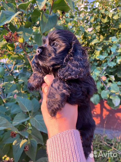 Кокер спаниель